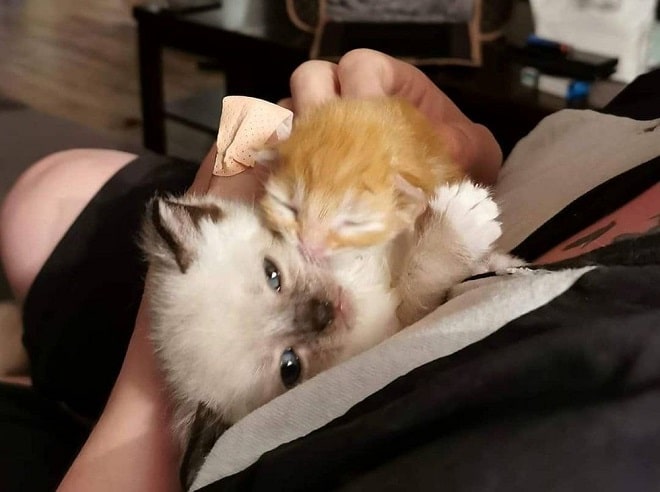 Котята на руках Два котенка