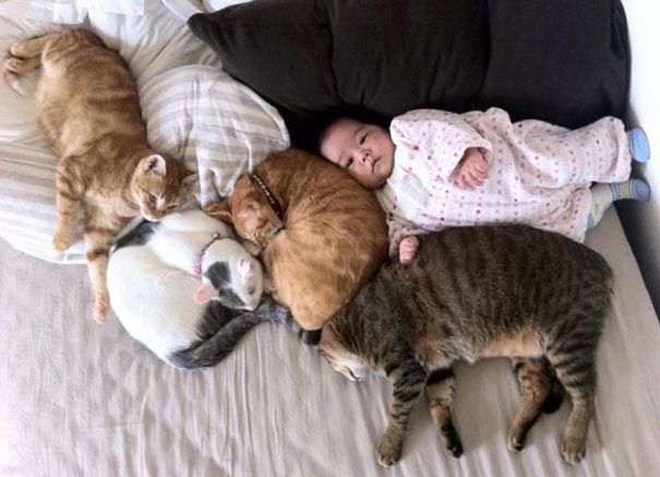 23 очаровательные фотографии, доказывающие, что вашему ребёнку нужен кот дети и коты, ребёнок и кот, kids with cats