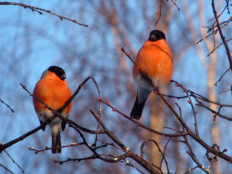 �� ������� �������...