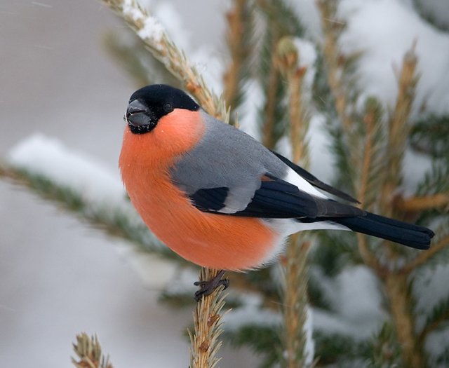 �� ������� �������...