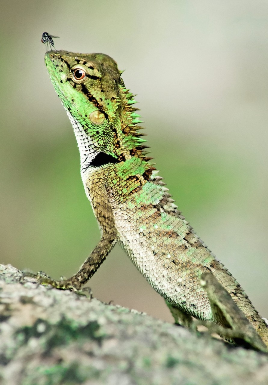 Победители конкурса фотографий животных Creatures Great and Small Победители конкурса фотографий животных Creatures Great and Small