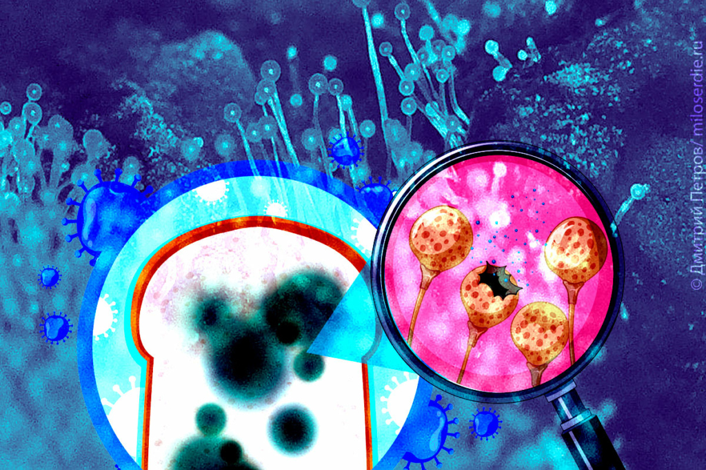 Коллаж. Плесень