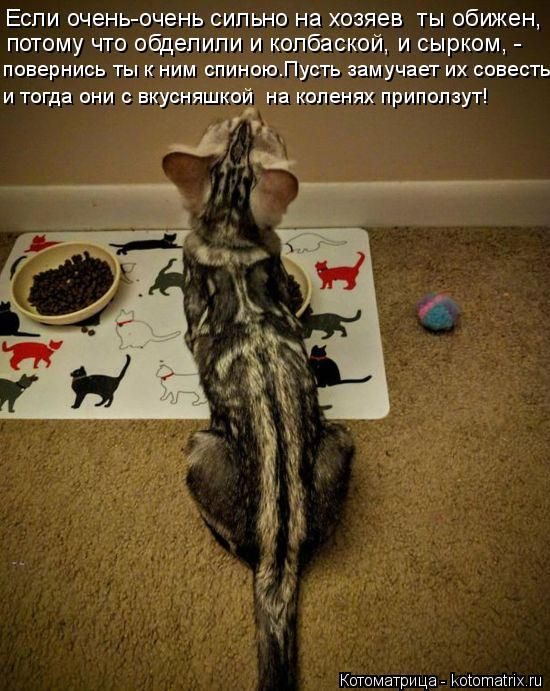 Лучшие котоматрицы за прошедшую неделю)) Лучшие котоматрицы за прошедшую неделю))