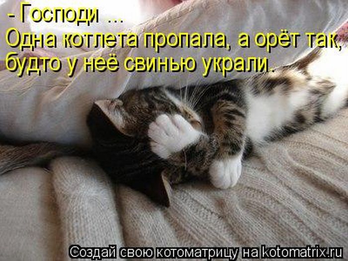 Лучшие котоматрицы недели (50 фото)