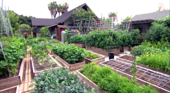 Urban Homestead Urban Homestead