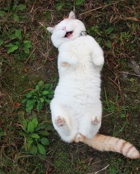 Кошачье лето