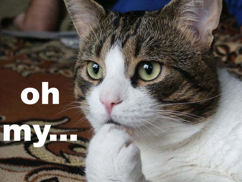 animals 22 � ��� ����������� ������