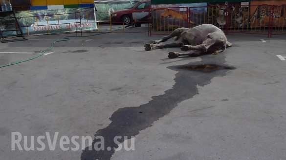 Лагерь смерти для животных: приехавший в Рязань передвижной зоопарк шокировал всех Лагерь смерти для животных: приехавший в Рязань передвижной зоопарк шокировал всех