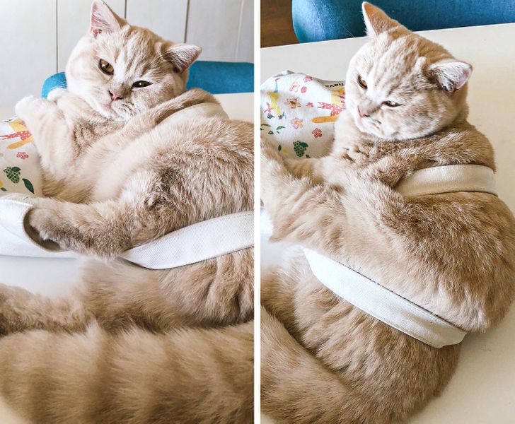 Ситуации, которые поймут только владельцы кошек
