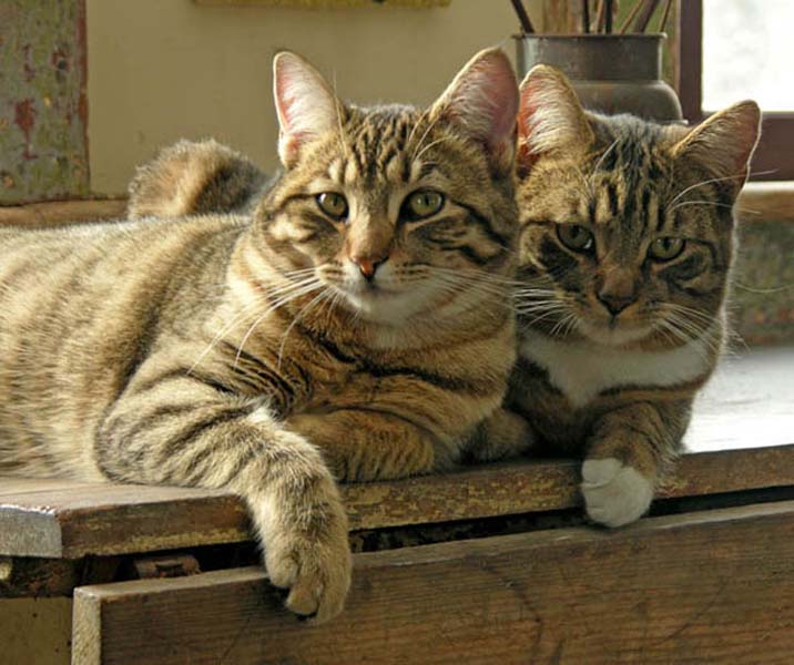 animals 151 � ��� ����������� ������