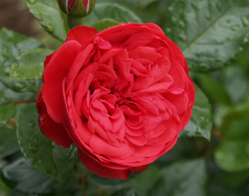 пиано (500x395, 149Kb)