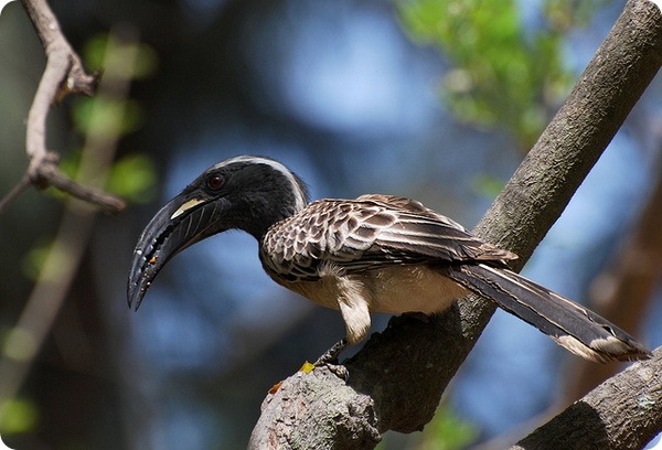 Àôðèêàíñêèé ñåðûé òîê (ëàò. Tockus nasutus)