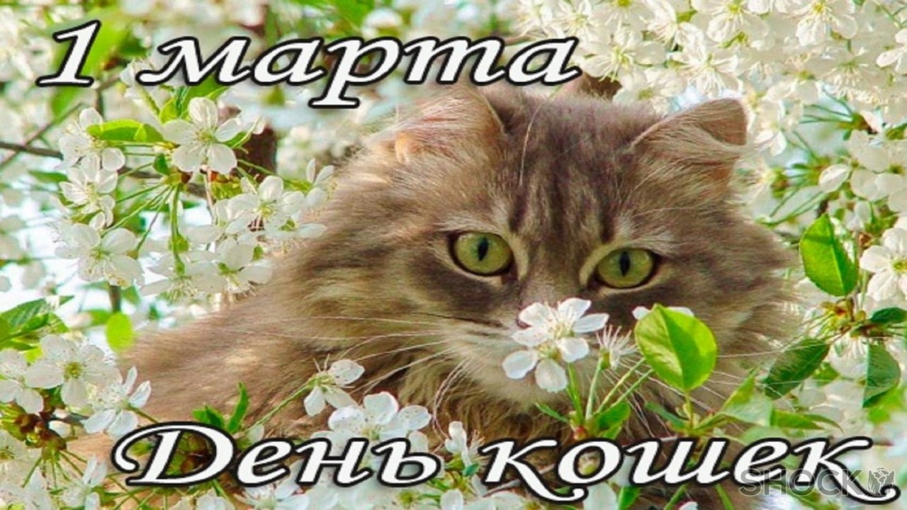 А с днем кошек, дорогие мои кошатники!