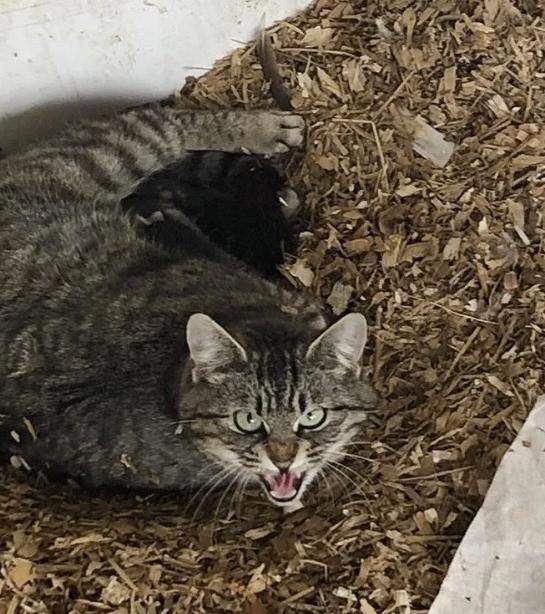 помощь кошкам кошка шипит