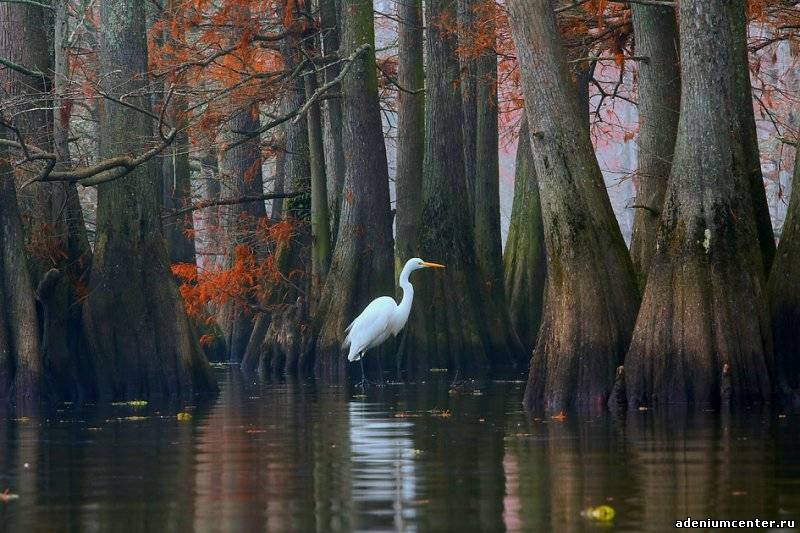 Озеро Каддо природа, озеро, красота, кипарисы