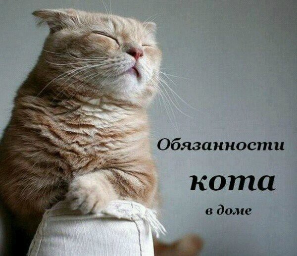 Обязанности кота по дому (9 фото) Обязанности кота по дому (9 фото)