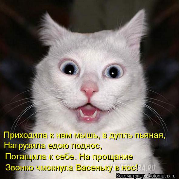 Котоматрицы (картинки с надписями)