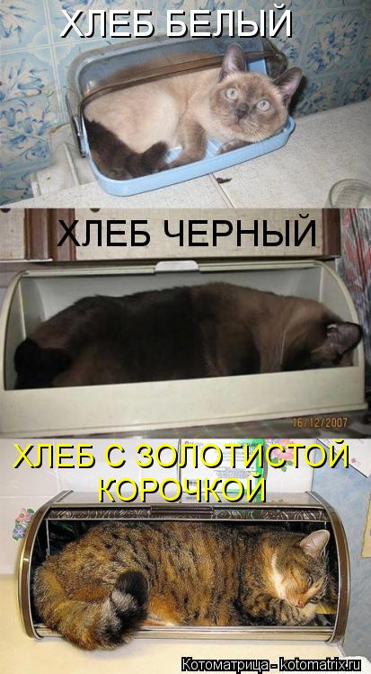 Котоматрица - Послушна и добра душа моя -  Тем злее и вредней второе Я!