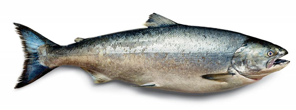 Рыба салмон: описание и способы приготовления