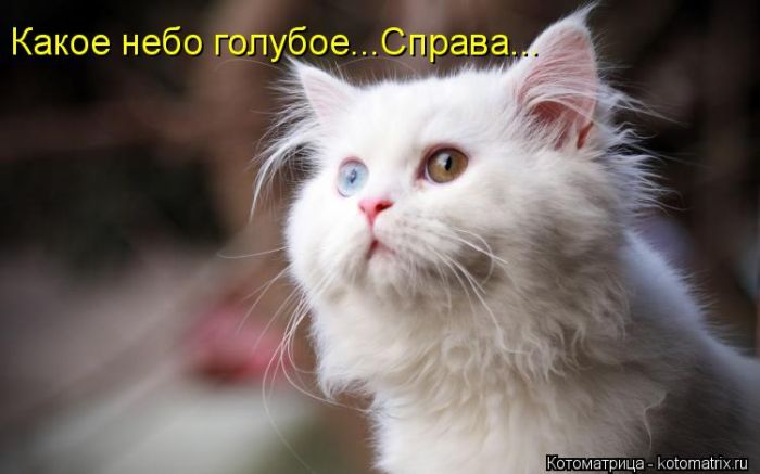 Котоматрицы великолепные, каждая с кусочком тепла, позитива и улыбкой! Котоматрицы великолепные, каждая с кусочком тепла, позитива и улыбкой!