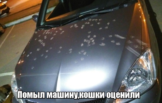 Подборка прикольных фото