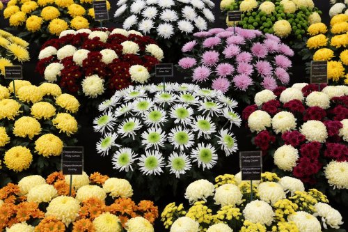 Цветочная выставка Chelsea Flower Show 2014 (24 фото)