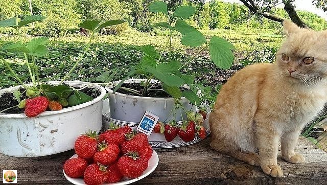 БАЛУЮ СВОЮ КЛУБНИКУ ЯДЕРНОЙ СМЕСЬЮ ОТ ВРЕДИТЕЛЕЙ И БОЛЕЗНЕЙ
