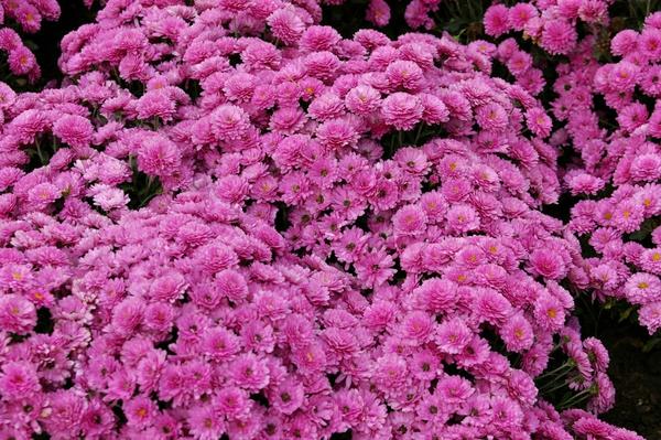 Бордюрная хризантема садовая сорт B.B. Purple высотой 25 см, фото автора Бордюрная хризантема садовая сорт B.B. Purple высотой 25 см, фото автора