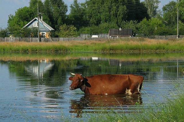 ÐÐ°Ð½Ð¸ÐºÑÐ»Ñ Ð² Ð´ÐµÑÐµÐ²Ð½Ðµ