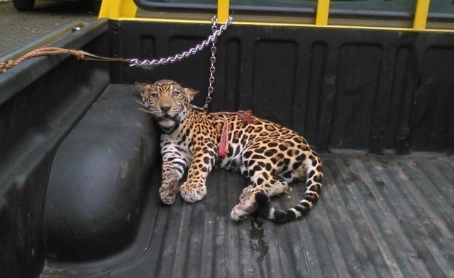Парализованного ягуара нашли в джунглях без мамы и надежды в глазах… Парализованного ягуара нашли в джунглях без мамы и надежды в глазах… животные, кошки, новость
