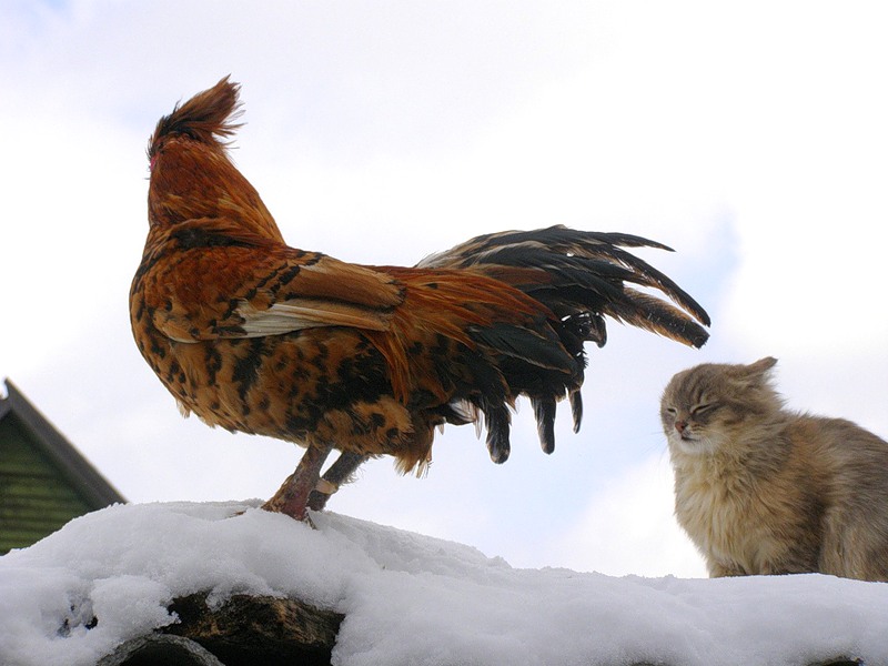 Уход за птицами в зимнее время и содержание кур зимой petzilla.ru