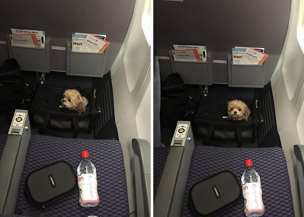 There's A Puppy On My Plane And It Just Made My Flight 100x Better