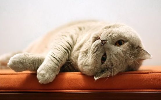 признаки лишая у кошек кот отдыхает
