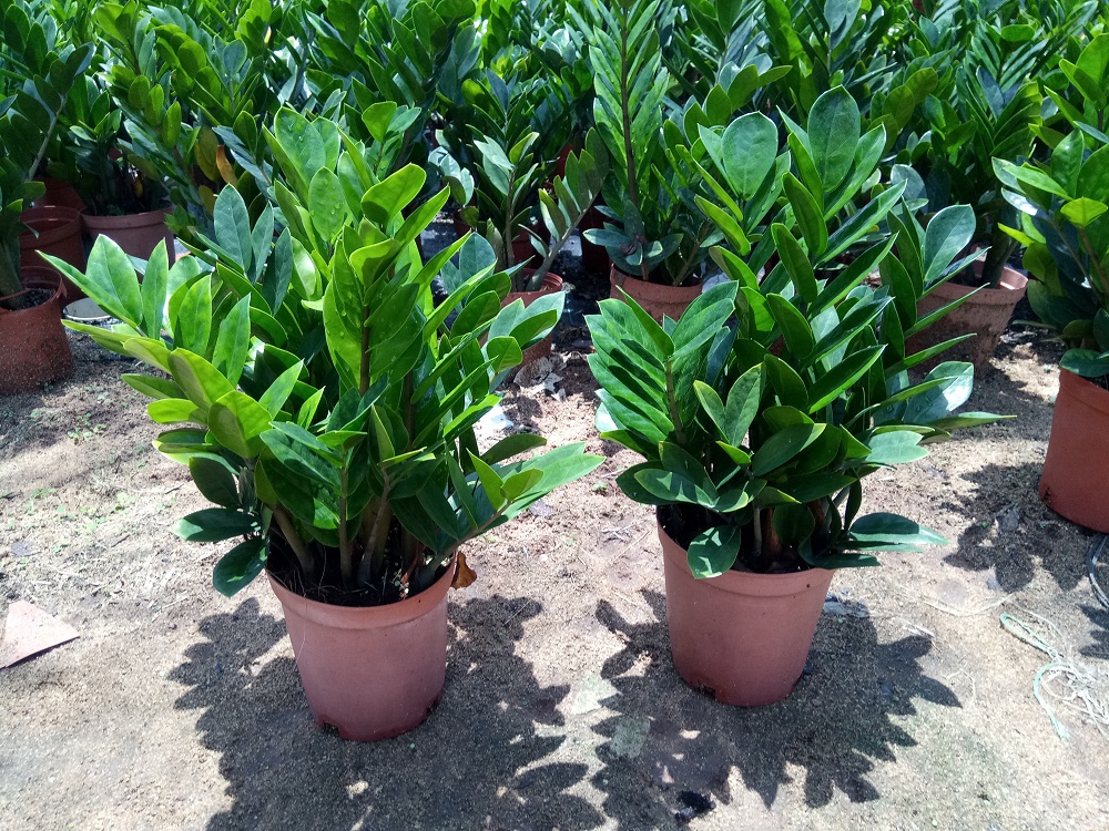 Zamioculcas-zamiifolia-Money-trees