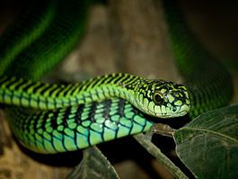Дневник смерти: ученый записал ощущения от укуса ядовитой змеи