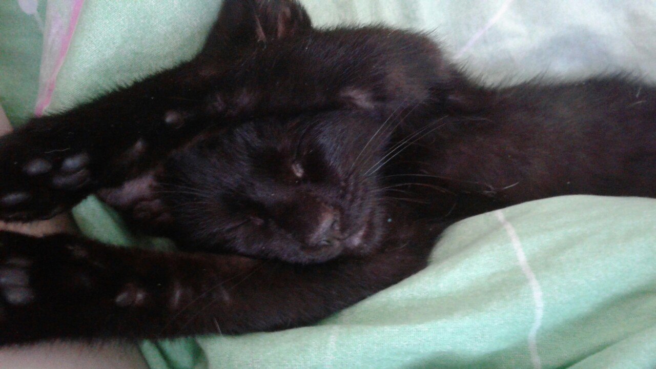 Подобрала на улице избитого котенка... Подобрала на улице избитого котенка...