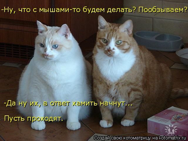 Смешные котоматрицы)) Смешные котоматрицы))