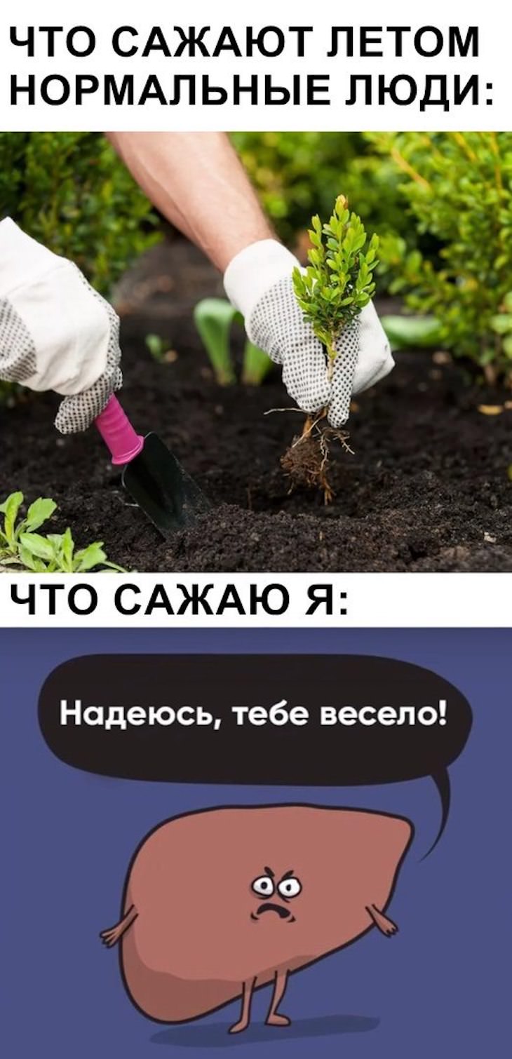 Мемы и картинки