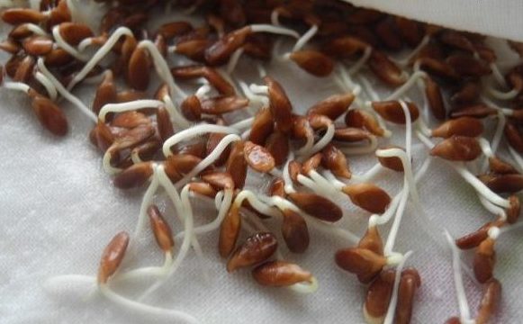 Пророщенный лен: как правильно прорастить и употреблять природное лекарство Пророщенный лен: как правильно прорастить и употреблять природное лекарство