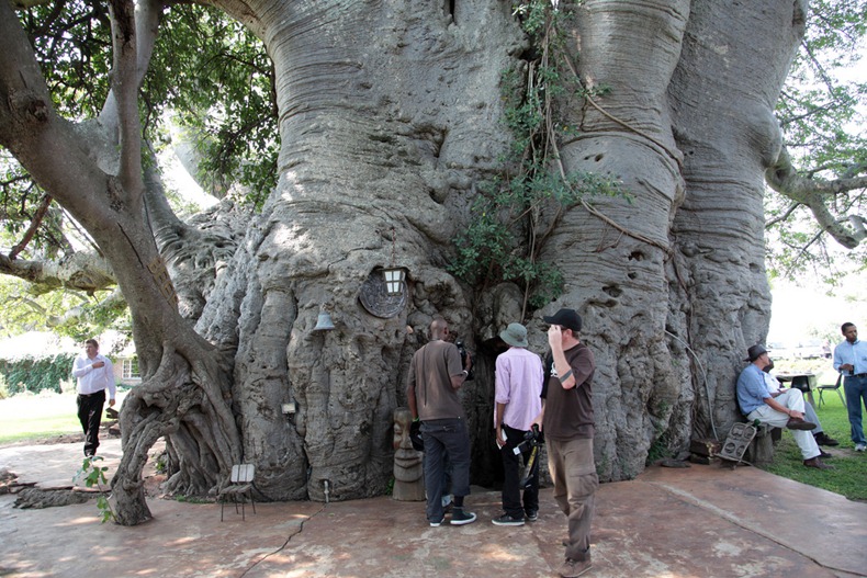   -   Sunland Baobab  (8 )