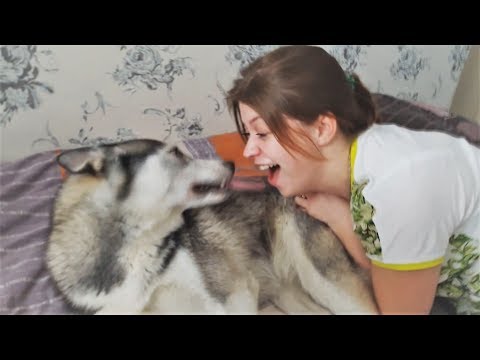 Смешные животные 2018 Смешные Собаки и Кошки Приколы с Животными Видео подборка про Животных Смешные животные 2018 Смешные Собаки и Кошки Приколы с Животными Видео подборка про Животных