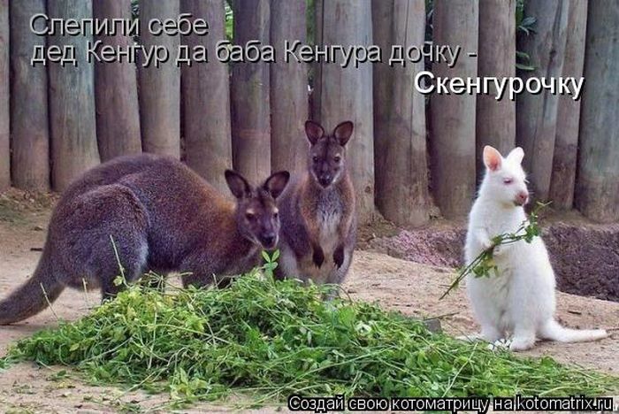 Лучшие котоматрицы недели (50 фото)