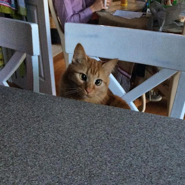 Милейшие косоглазые коты, чей изъян делает их уникальными Милейшие косоглазые коты, чей изъян делает их уникальными животные, косоглазые коты