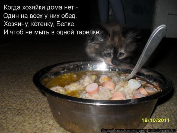 Котоматрицы (картинки с надписями)