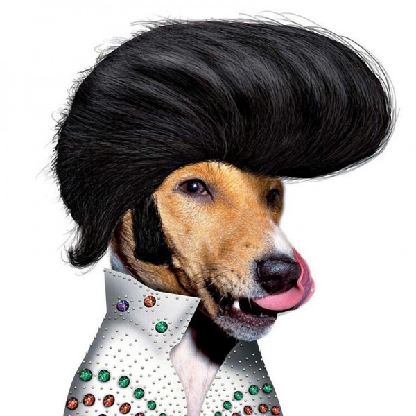 Животные  - двойники  знаменитостей