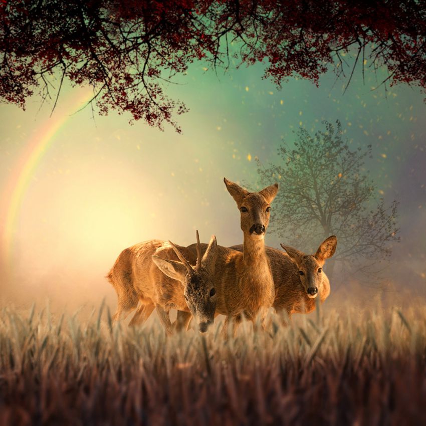 фотоманипуляции, креатив