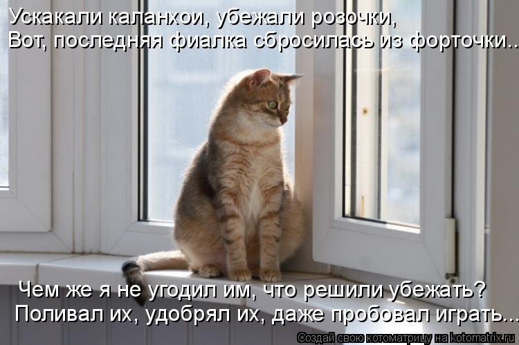  -  ,  , ,    