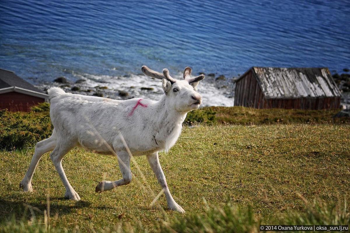 Norway20 Заполярная Норвегия