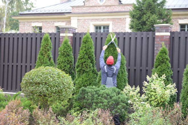 Правила ухода за деревьями в зрелом саду