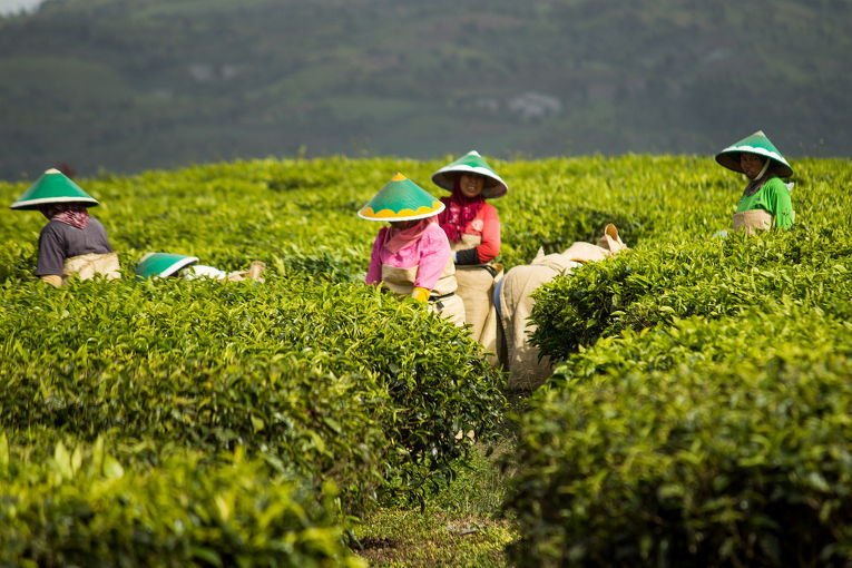 Чайные поля на острове Суматра